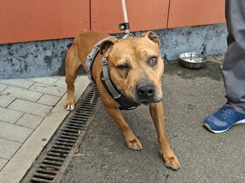 Maiko, male senior American Staffordshire Terrier for adoption at SRPA Liege, Srpa Liege