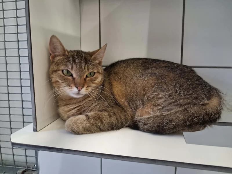 Chiara, female young European Shorthair for adoption at SRPA Liege, Srpa Liege