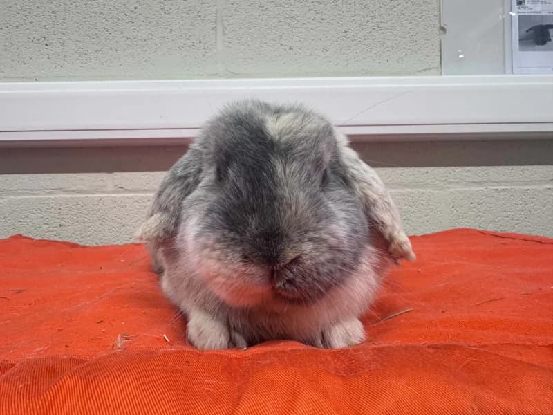 Ouranos, male young mixed breed for adoption at SRPA Liege, Srpa Liege