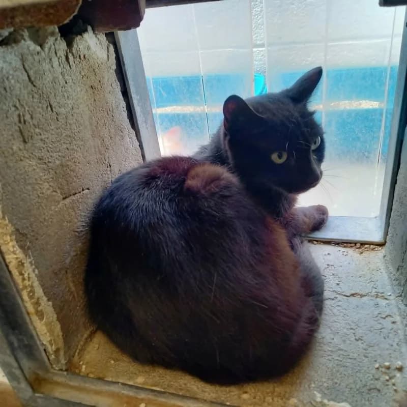 Maxi, male young European Shorthair for adoption at SRPA Liege, Srpa Liege