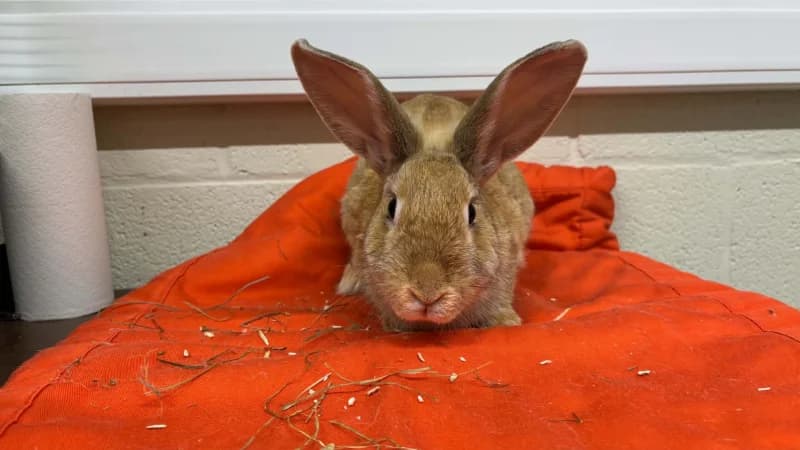 Sun, female mixed breed for adoption at SRPA Liege, Srpa Liege