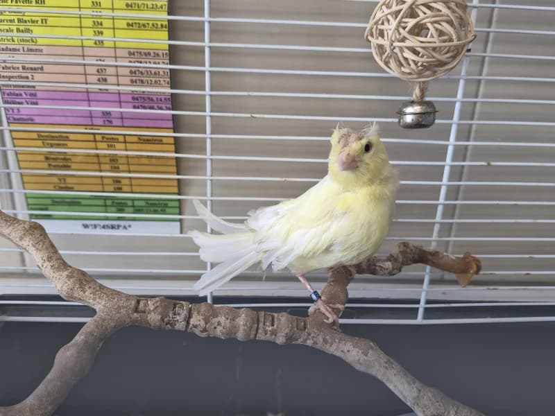 Jaune-achim,  mixed breed for adoption at SRPA Liege, Srpa Liege