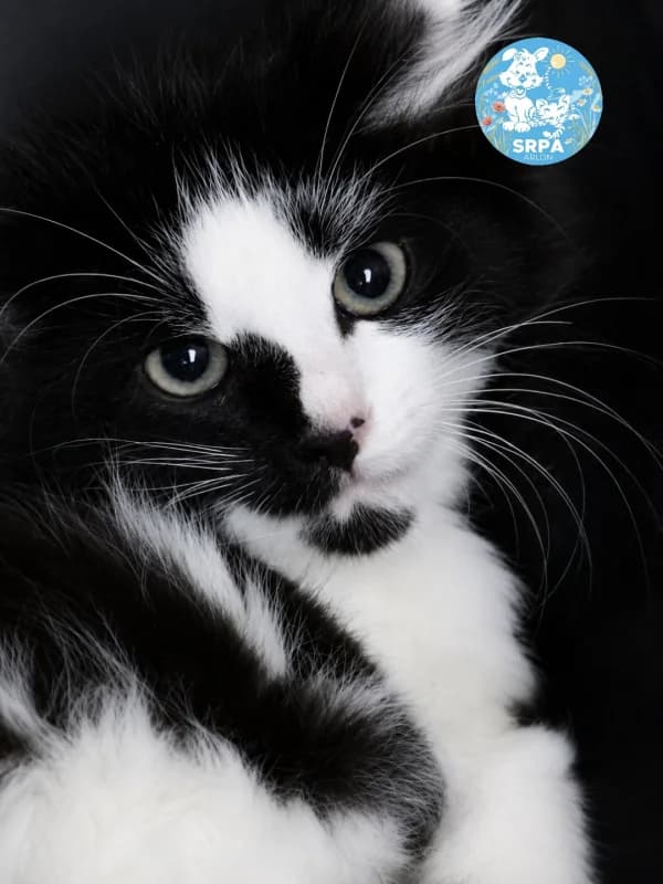 Milo, male puppy European Shorthair for adoption at SRPA Arlon