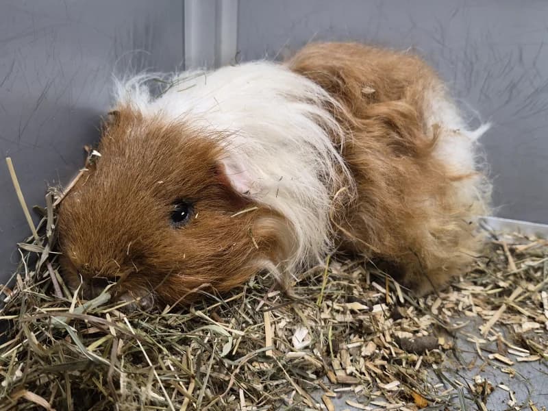 Delvaux, male mixed breed for adoption at SRPA Liege, Srpa Liege