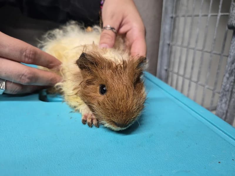 Animal 600.041, male mixed breed for adoption at SRPA Liege, Srpa Liege