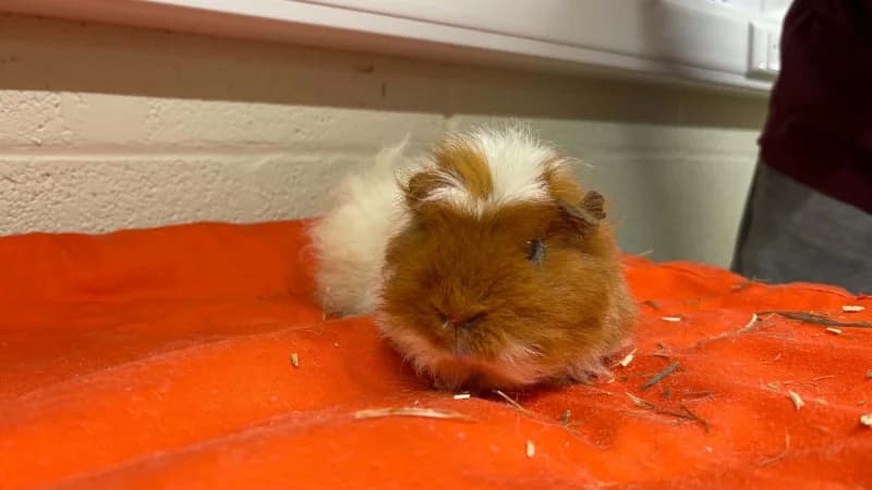 Ensor, male mixed breed for adoption at SRPA Liege, Srpa Liege