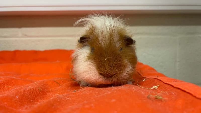 Rubens, male mixed breed for adoption at SRPA Liege, Srpa Liege