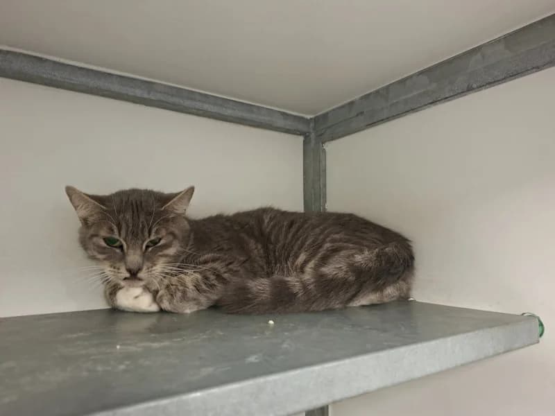 Charlotte, female 3yo European Shorthair for adoption at SRPA Liege, Srpa Liege