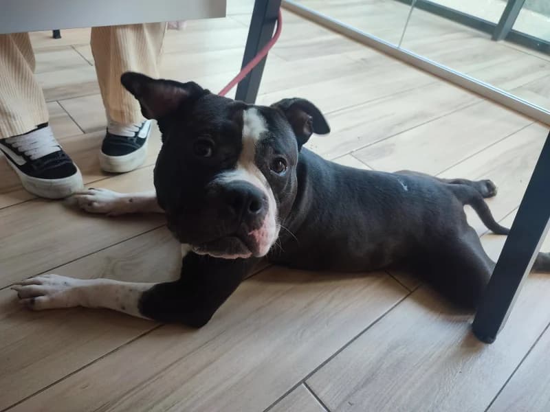 Animal 600.041, male 4yo American Staffordshire Terrier for adoption at SRPA Liege, Srpa Liege