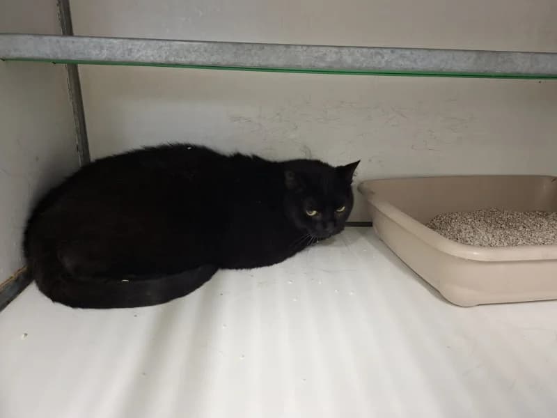 Animal 600.041, male European Shorthair for adoption at SRPA Liege, Srpa Liege