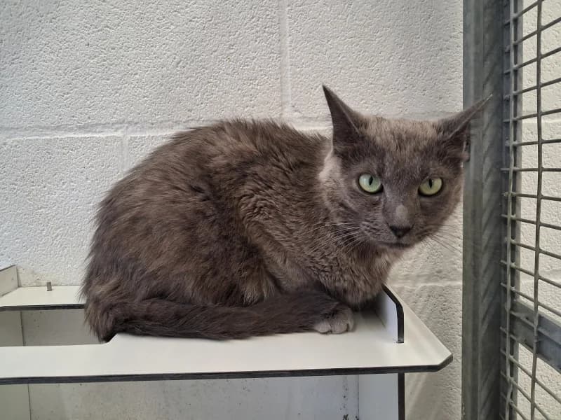 Twist, male senior European Shorthair for adoption at SRPA Liege, Srpa Liege