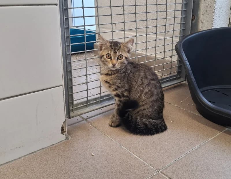 Chimy, female puppy European Shorthair for adoption at SRPA Liege, Srpa Liege