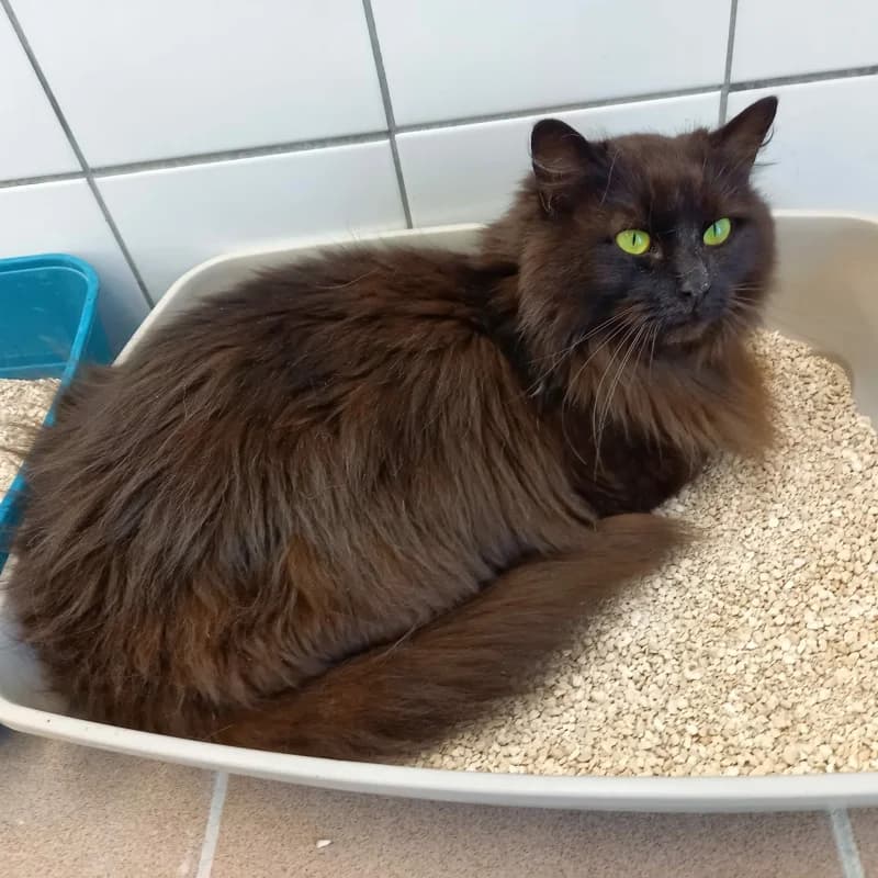 Pitchounette, female young Mixed Breed for adoption at SRPA Liege, Srpa Liege