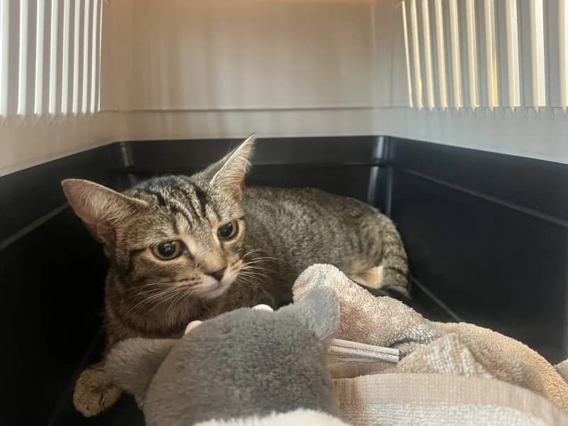 Animal 600.041, European Shorthair (SRPA Liege)