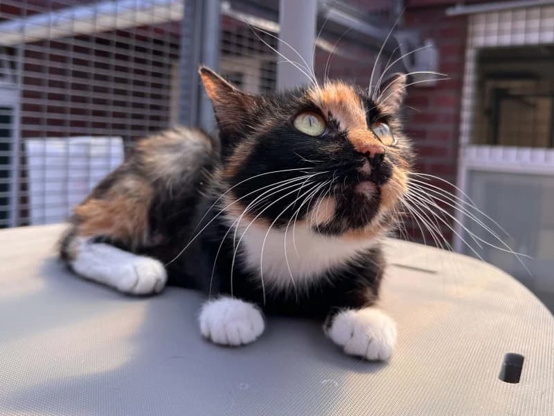 Suzanne, female European Shorthair for adoption at SRPA Liege, Srpa Liege