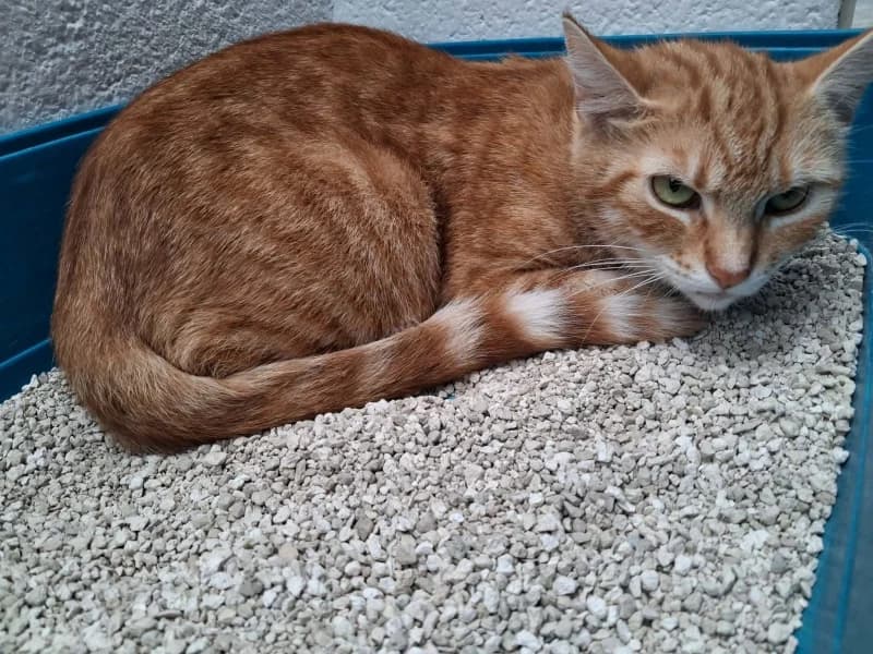 Suzon, female young European Shorthair for adoption at SRPA Liege, Srpa Liege