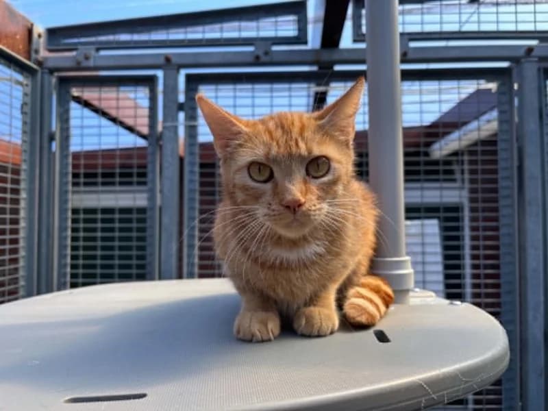 Suzy, female European Shorthair for adoption at SRPA Liege, Srpa Liege