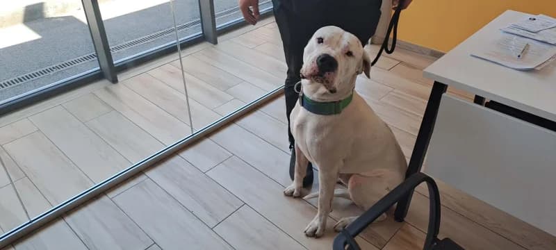 Vito, male 4yo mixed breed for adoption at SRPA Liege, Srpa Liege