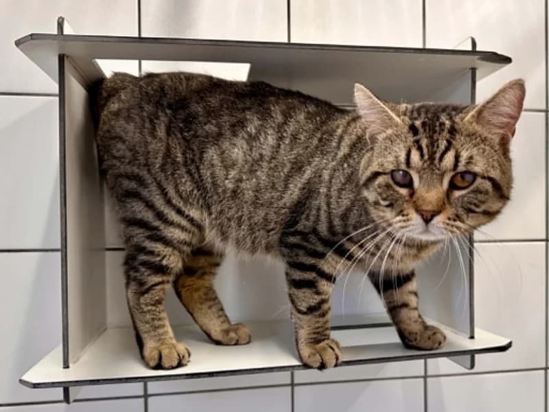 Aldo, male European Shorthair for adoption at SRPA Liege, Srpa Liege