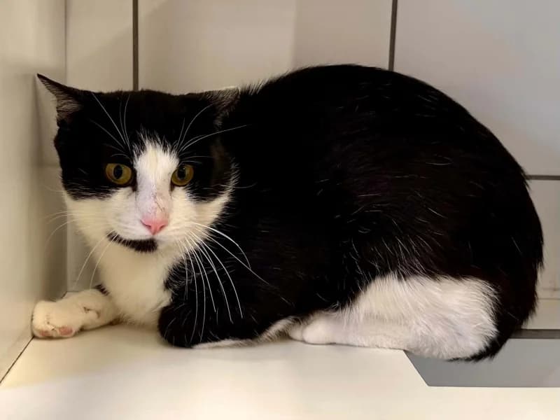 Félix, male 3yo European Shorthair for adoption at SRPA Liege, Srpa Liege