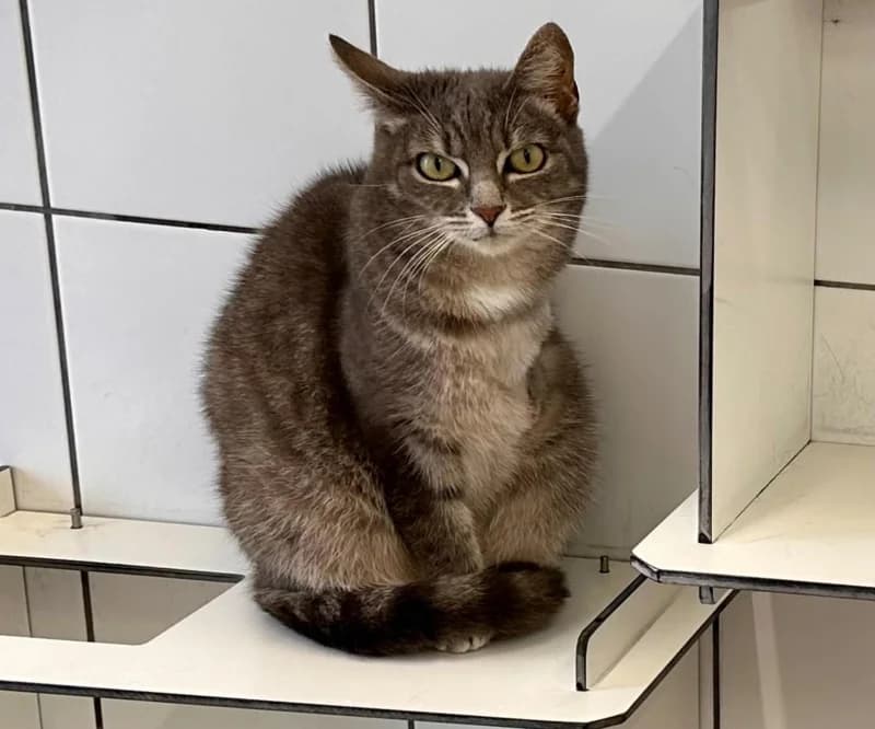 Luna, female 6yo European Shorthair for adoption at SRPA Liege, Srpa Liege
