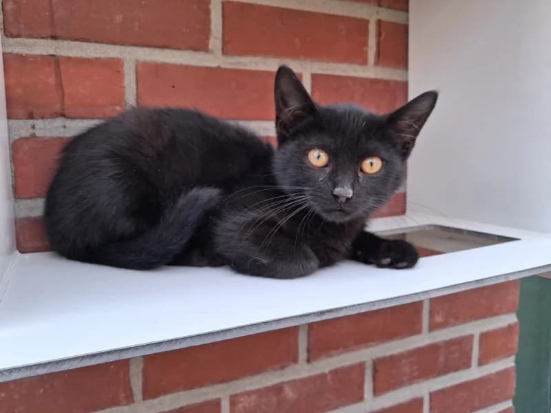 Animal 600.041, male puppy European Shorthair for adoption at SRPA Liege, Srpa Liege