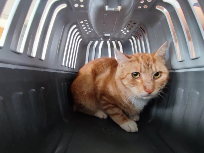 Kevin, male 3yo European Shorthair for adoption at SRPA Liege, Srpa Liege
