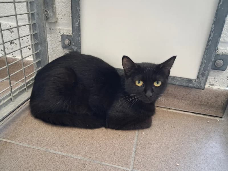Zora, female young European Shorthair for adoption at SRPA Liege, Srpa Liege
