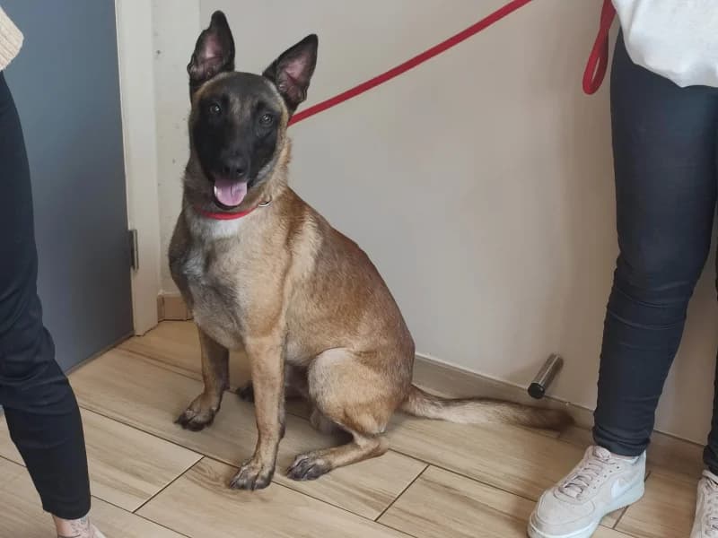 Django, male young Belgian Malinois for adoption at SRPA Liege, Srpa Liege
