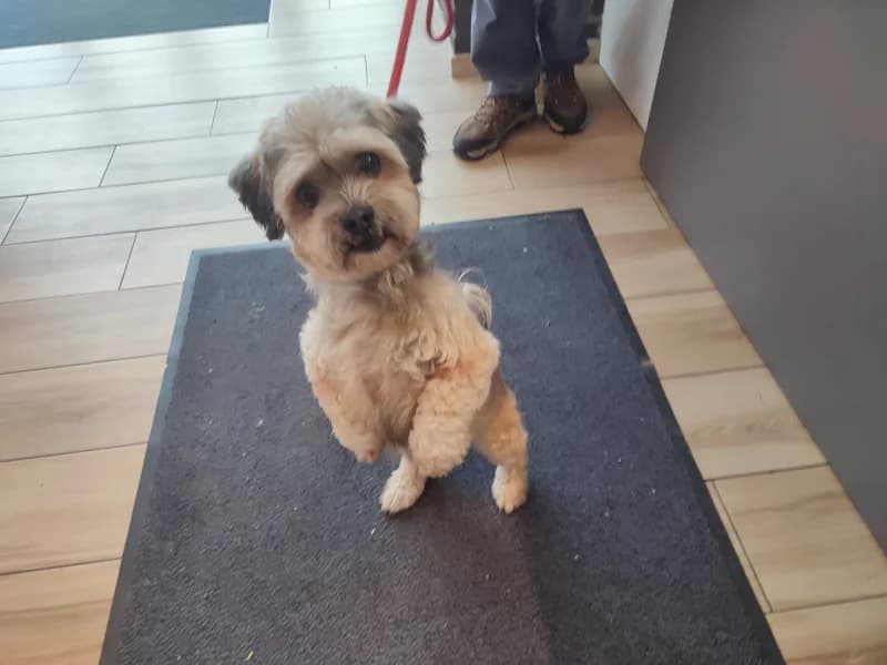Guismo, male senior Yorkshire Terrier for adoption at SRPA Liege, Srpa Liege