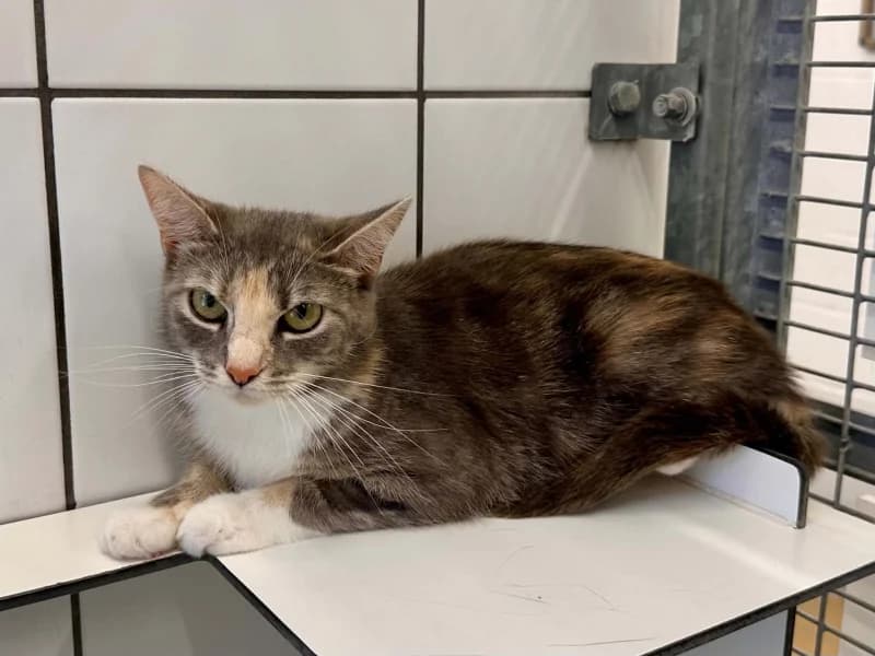 Tina, female young European Shorthair for adoption at SRPA Liege, Srpa Liege