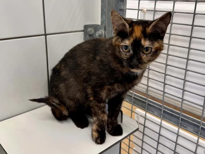 Animal 600.042, female puppy European Shorthair for adoption at SRPA Liege, Srpa Liege