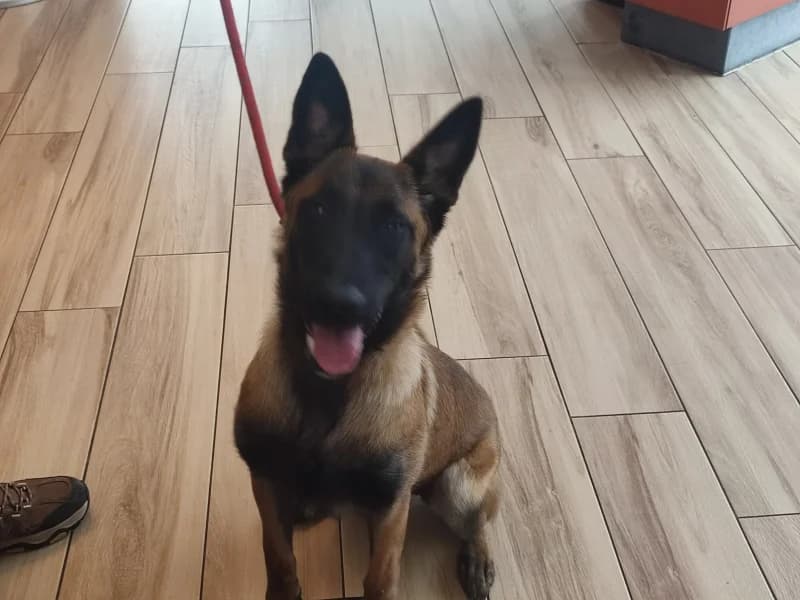 Animal 600.042, female puppy Belgian Malinois for adoption at SRPA Liege, Srpa Liege