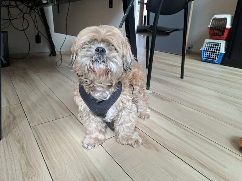 Norton, male senior mixed breed for adoption at SRPA Liege, Srpa Liege