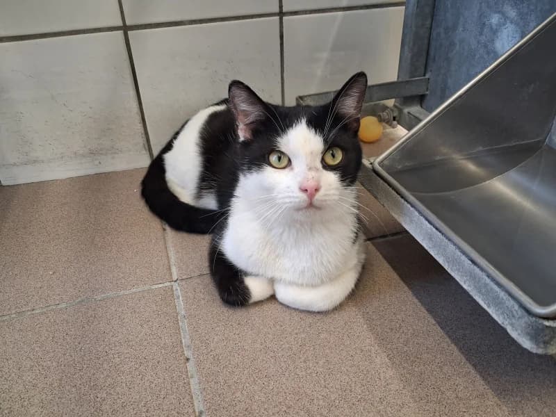 Tchoupi, male 3yo European Shorthair for adoption at SRPA Liege, Srpa Liege