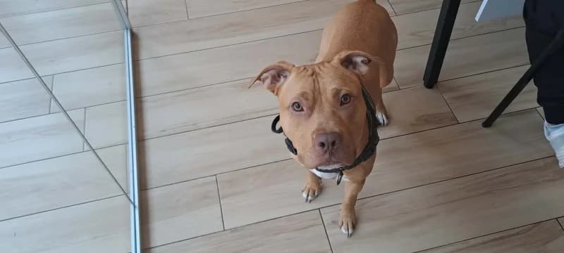Symba, male young American Bully for adoption at SRPA Liege, Srpa Liege