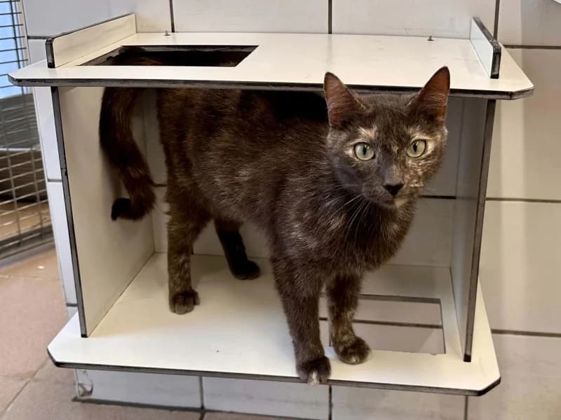 Saly, female young European Shorthair for adoption at SRPA Liege, Srpa Liege