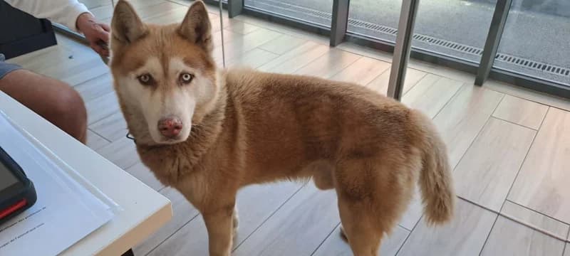 Olympe, male senior Husky for adoption at SRPA Liege, Srpa Liege