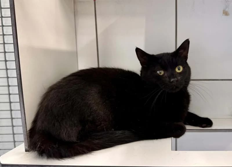 Bagheera, male 3yo European Shorthair for adoption at SRPA Liege, Srpa Liege