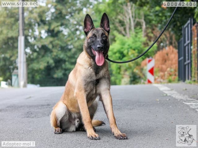Ario, male puppy Belgian Malinois for adoption at SRPA Liege, Srpa Liege