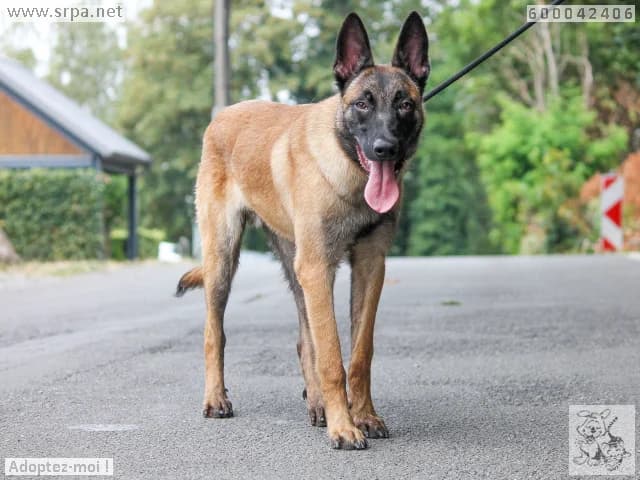 Ario, male puppy Belgian Malinois for adoption at SRPA Liege, Srpa Liege