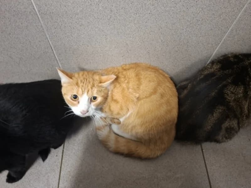 Animal 600.042, male European Shorthair for adoption at SRPA Liege, Srpa Liege