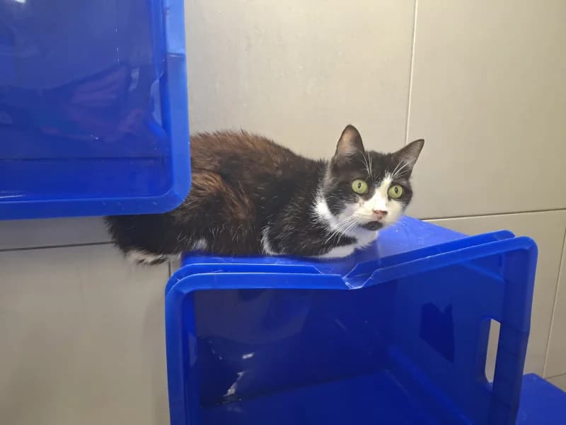 Jenny, female senior European Shorthair for adoption at SRPA Liege, Srpa Liege