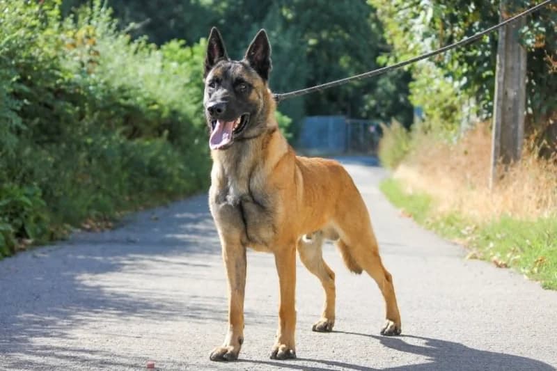 Chips, male young Belgian Malinois for adoption at SRPA Liege, Srpa Liege