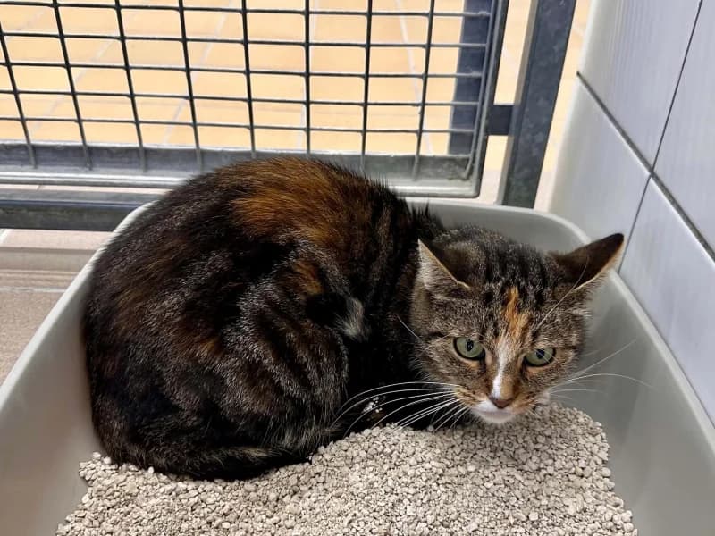 Lila, female 4yo European Shorthair for adoption at SRPA Liege, Srpa Liege