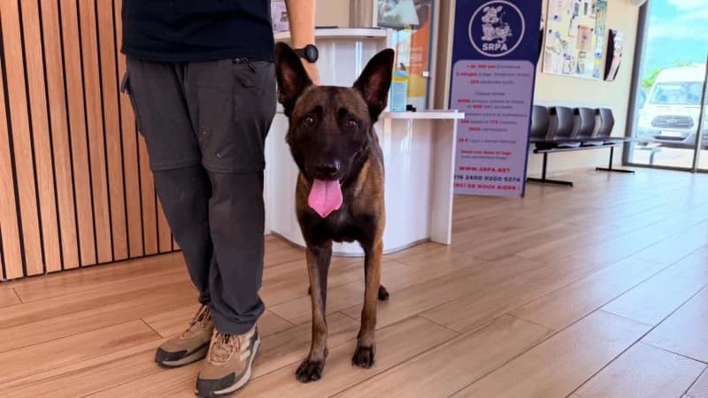 Wasko, male young Belgian Malinois for adoption at SRPA Liege, Srpa Liege
