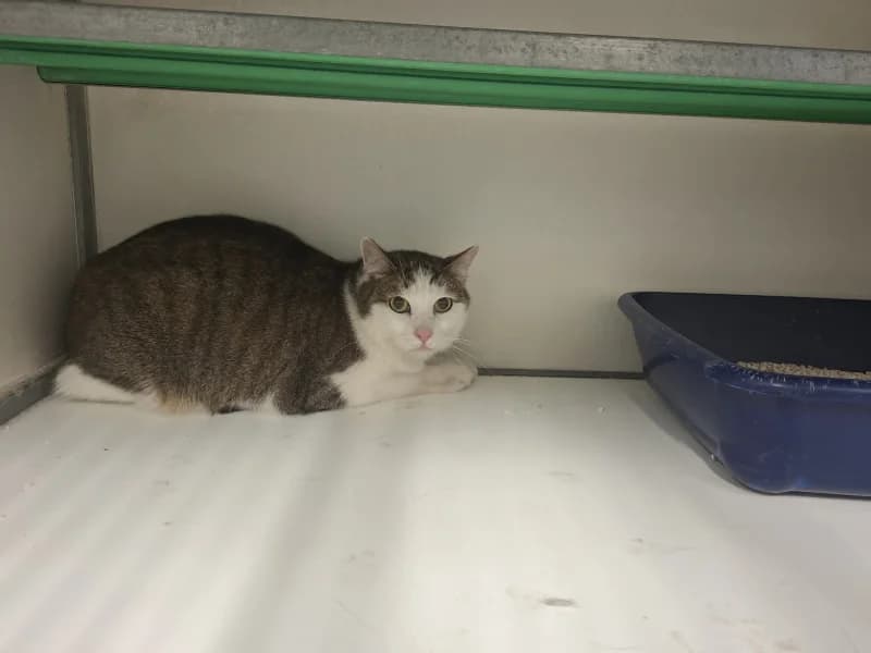 Rominou, male European Shorthair for adoption at SRPA Liege, Srpa Liege