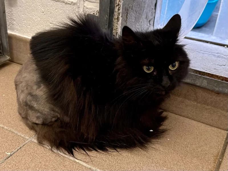 Dalhia, female senior Mixed Breed for adoption at SRPA Liege, Srpa Liege