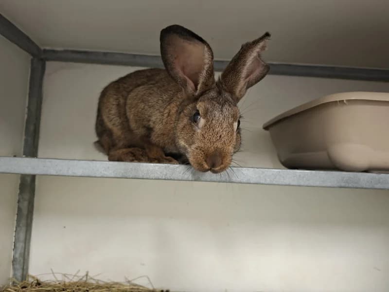 Vangogh, male mixed breed for adoption at SRPA Liege, Srpa Liege
