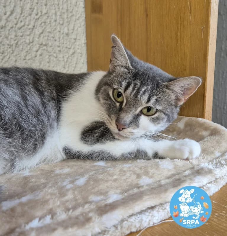 Nala, female European Shorthair for adoption at SRPA Arlon